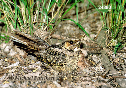 Common Pauraque (Nyctidromus albicollis)